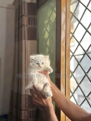 0-1 month Male Purebred Persian