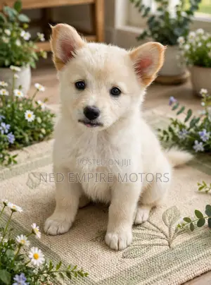 1-3 months Male Purebred Japanese Spitz