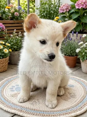 1-3 months Male Purebred Japanese Spitz