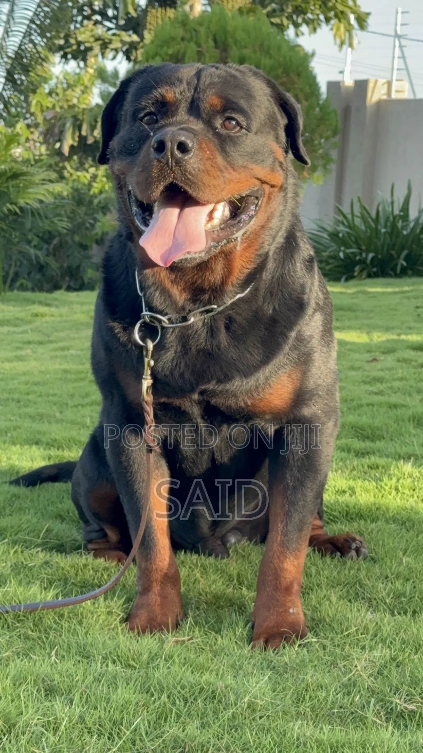 1+ year Male Purebred Rottweiler
