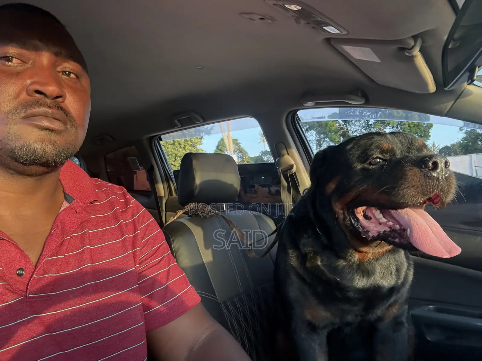 1+ year Male Purebred Rottweiler