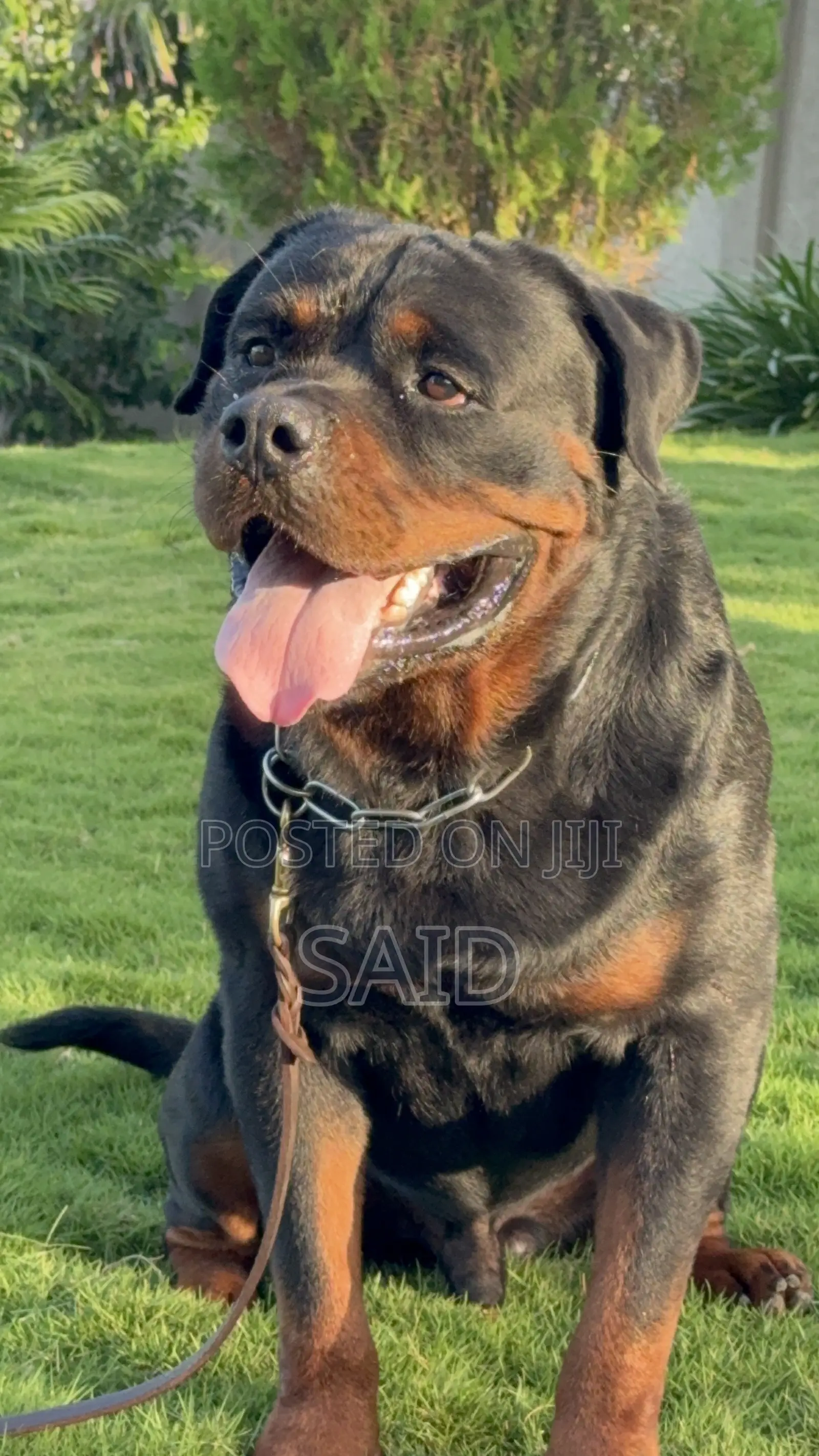 1+ year Male Purebred Rottweiler