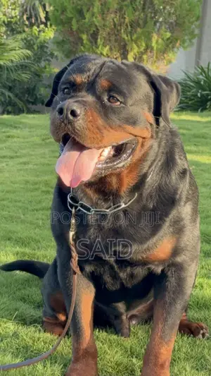 1+ year Male Purebred Rottweiler