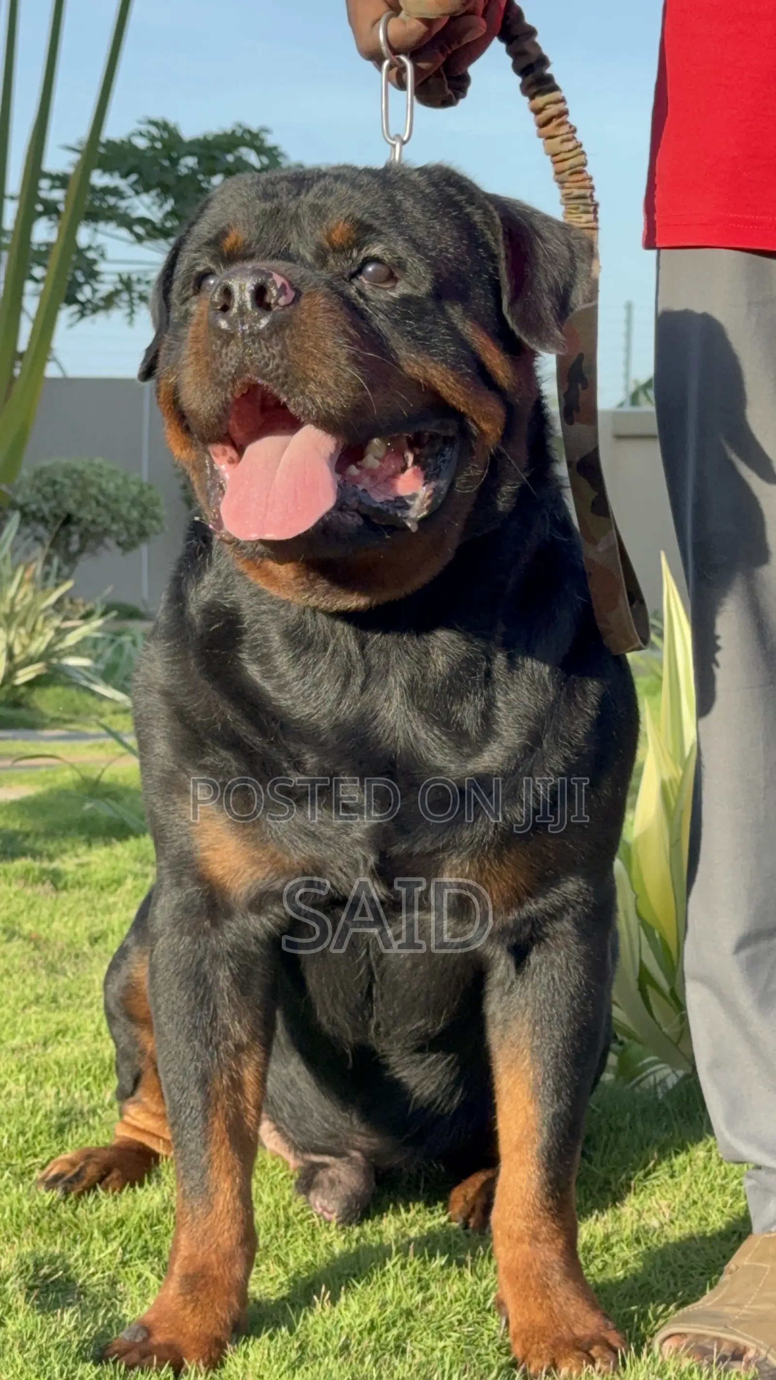 1+ year Male Purebred Rottweiler