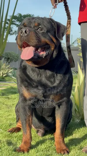 1+ year Male Purebred Rottweiler