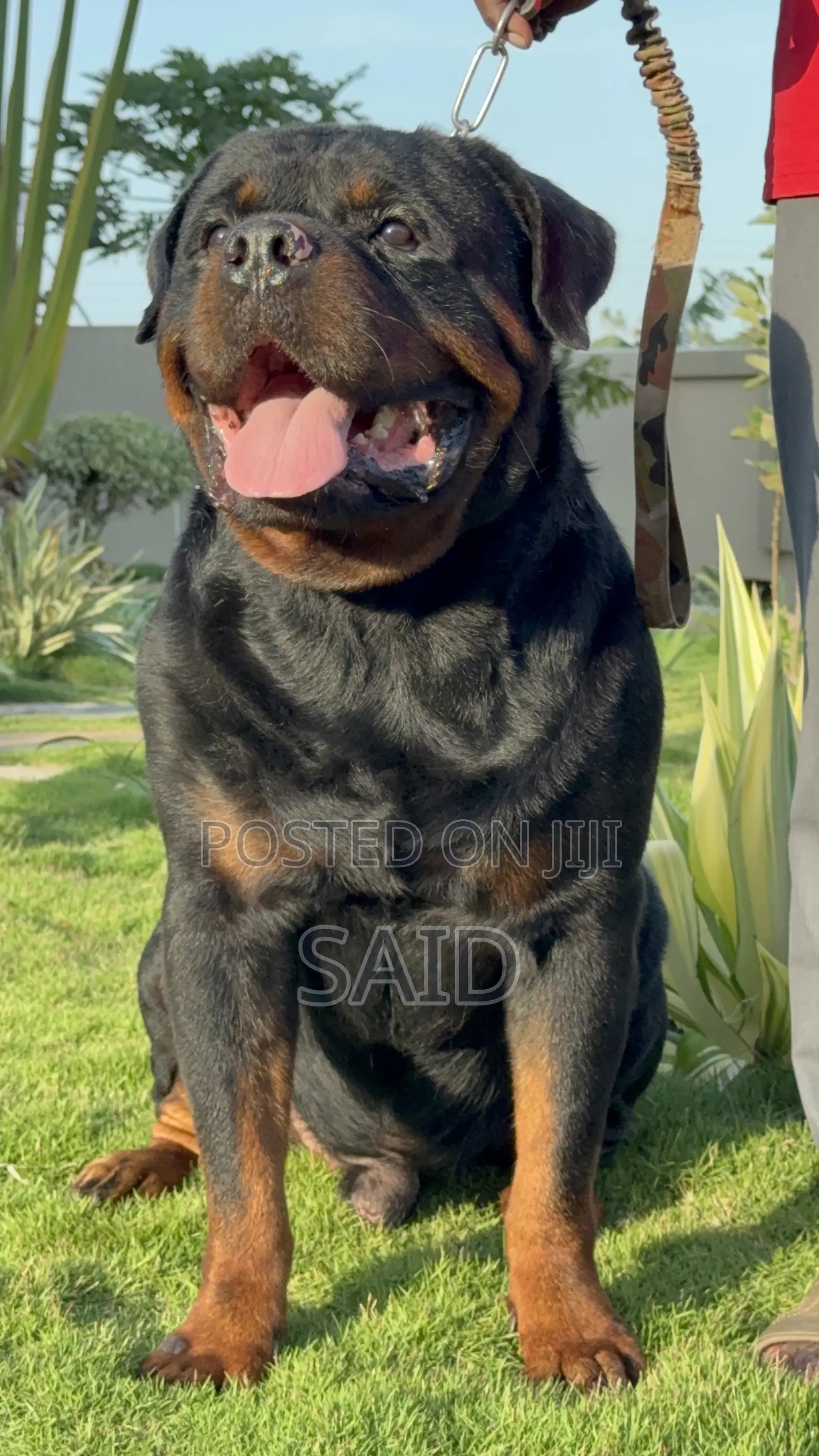 1+ year Male Purebred Rottweiler