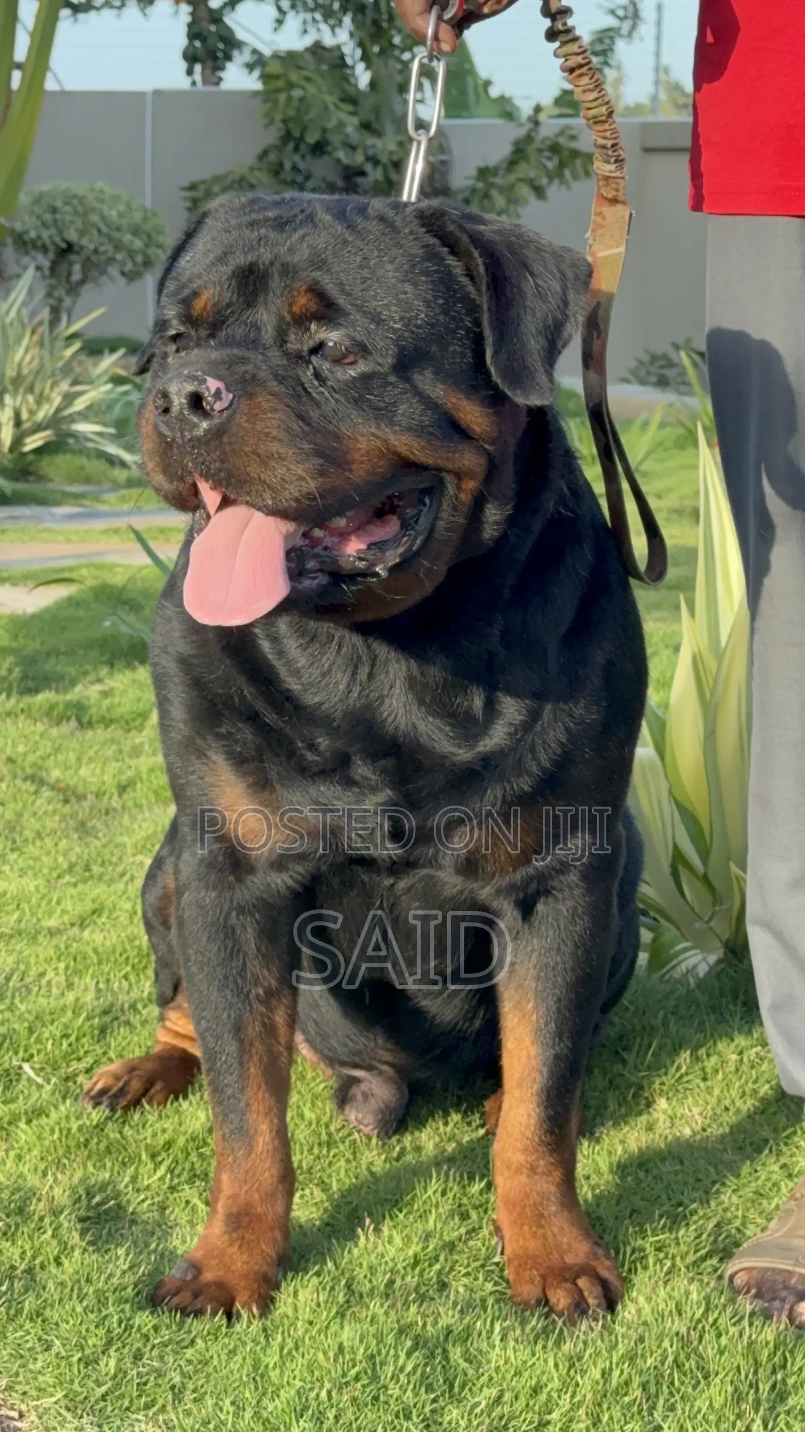 1+ year Male Purebred Rottweiler