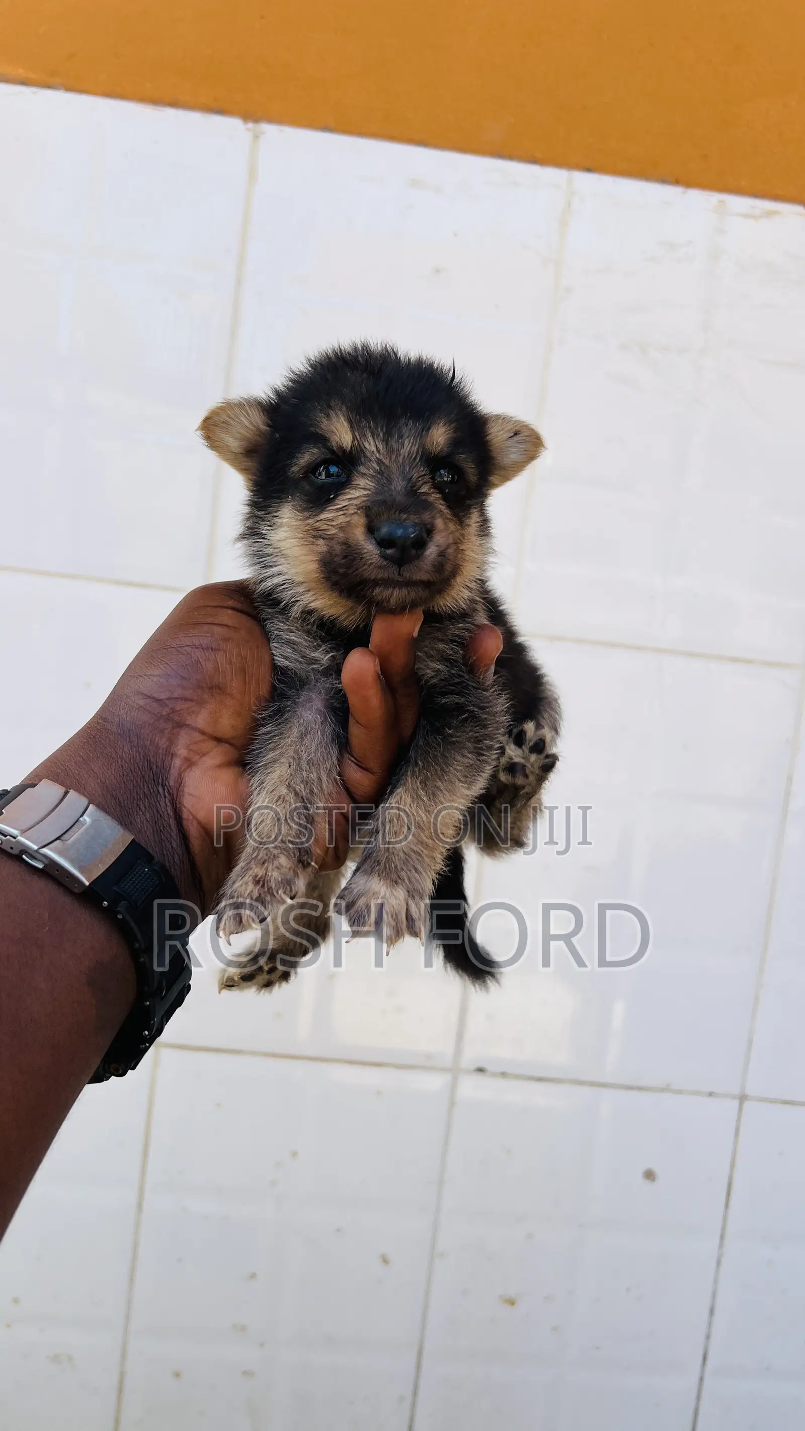 0-1 month Male Mixed Breed German Shepherd