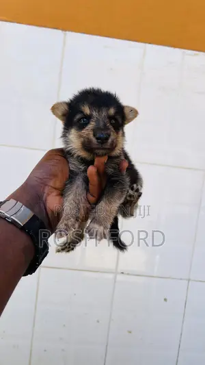 0-1 month Male Mixed Breed German Shepherd