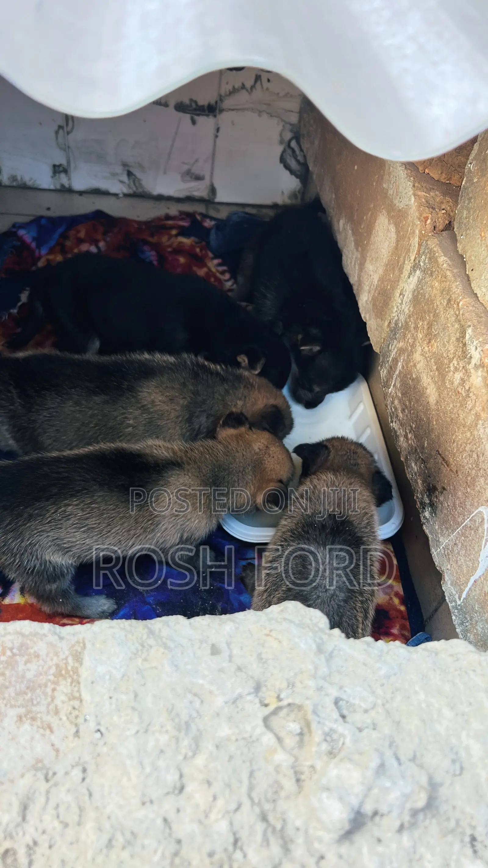 0-1 month Male Mixed Breed German Shepherd