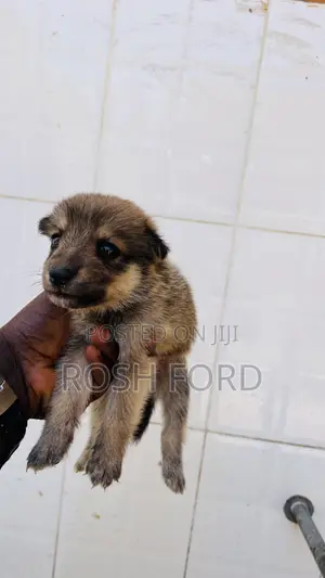 0-1 month Male Mixed Breed German Shepherd