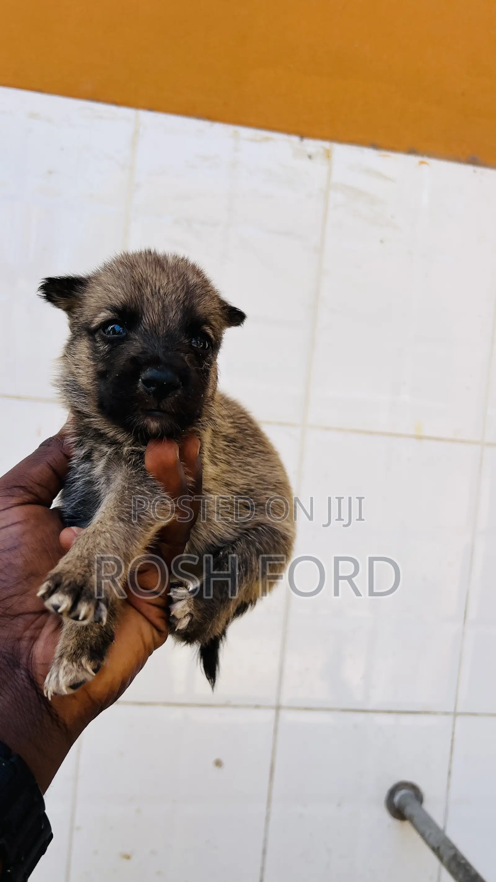 0-1 month Male Mixed Breed German Shepherd