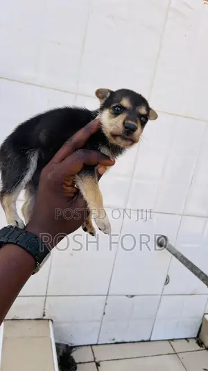 0-1 month Male Mixed Breed German Shepherd