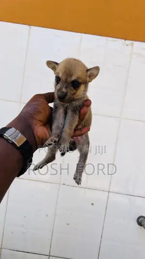 0-1 month Male Mixed Breed German Shepherd