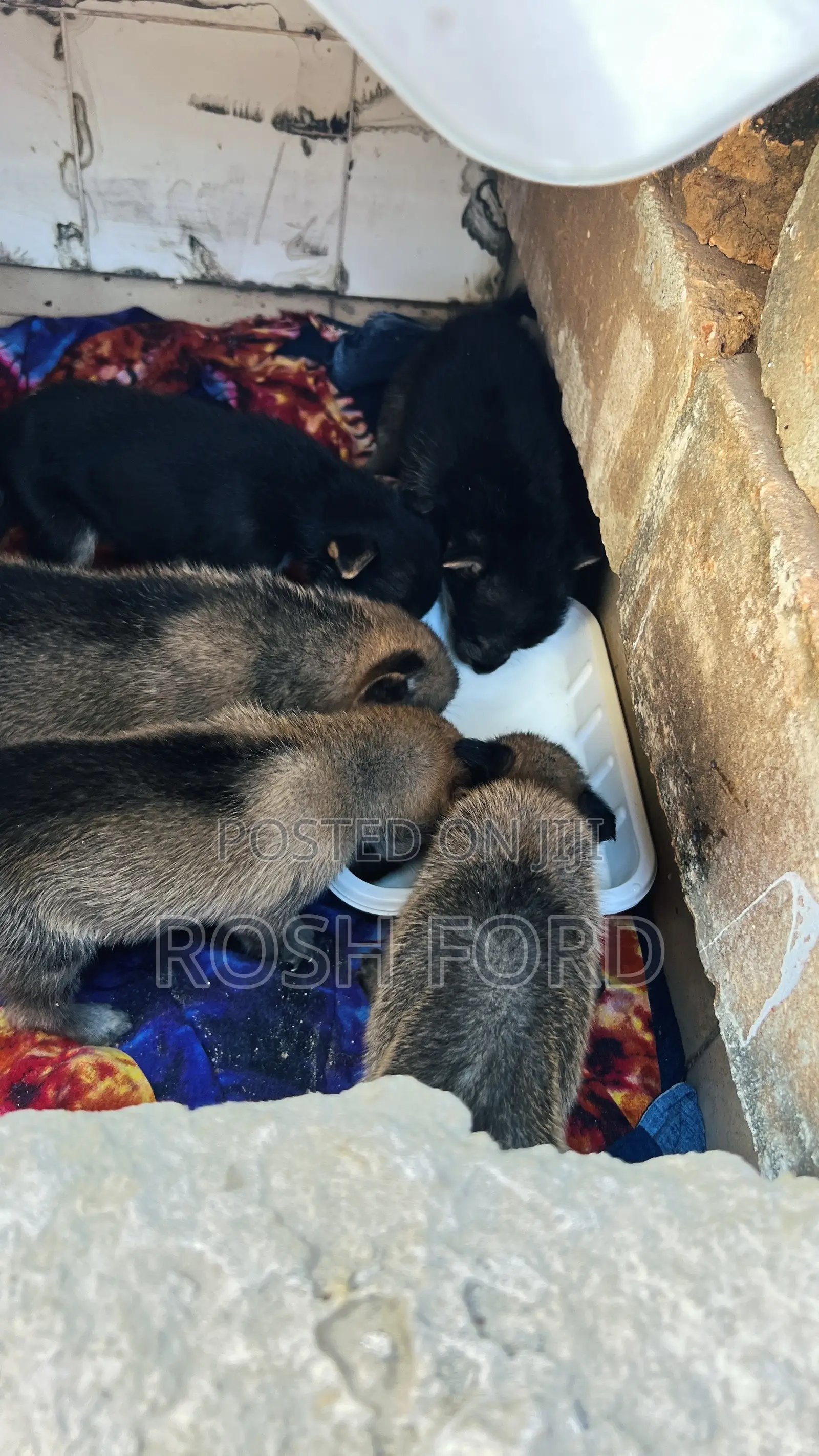 0-1 month Male Mixed Breed German Shepherd