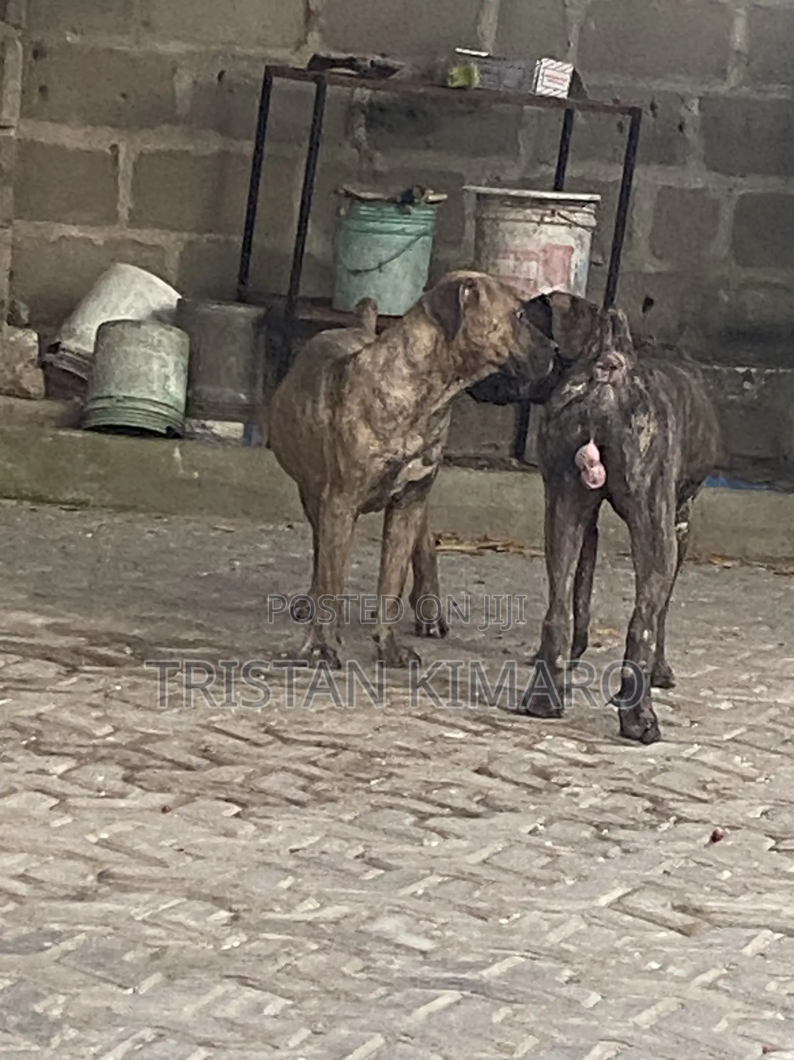 1+ year Male Purebred Boerboel