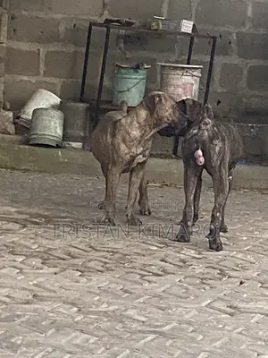 1+ year Male Purebred Boerboel