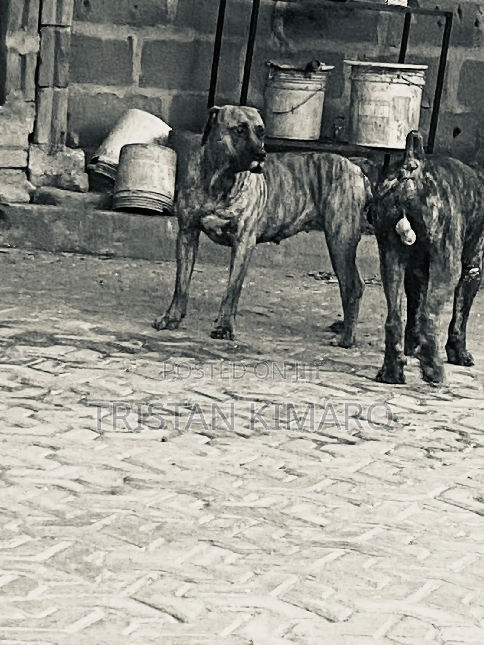 1+ year Male Purebred Boerboel