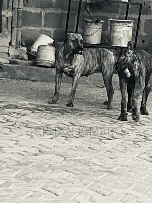 1+ year Male Purebred Boerboel