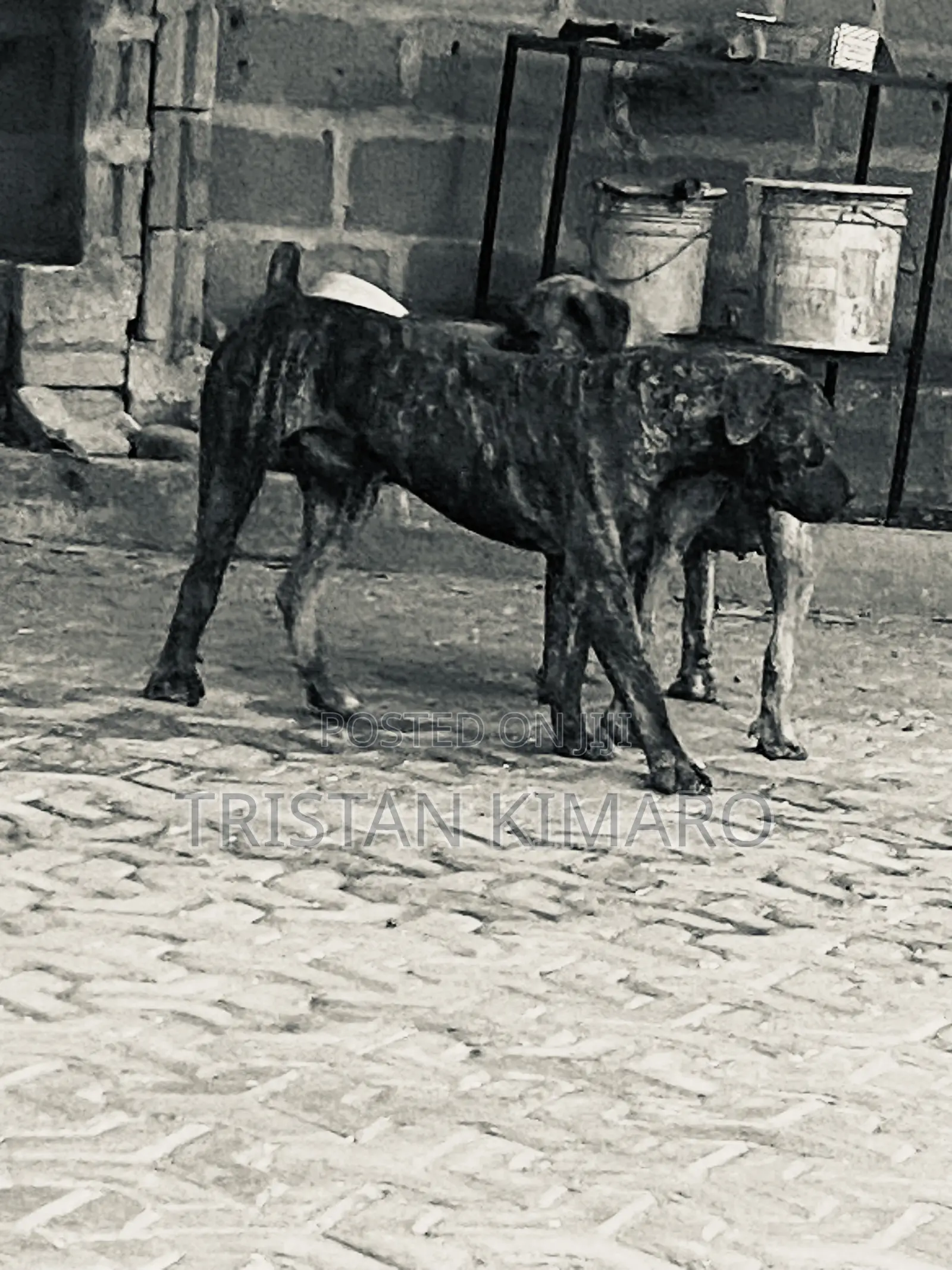 1+ year Male Purebred Boerboel