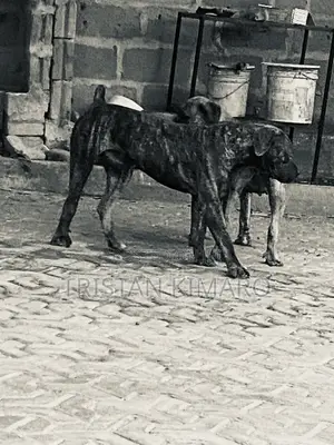 1+ year Male Purebred Boerboel