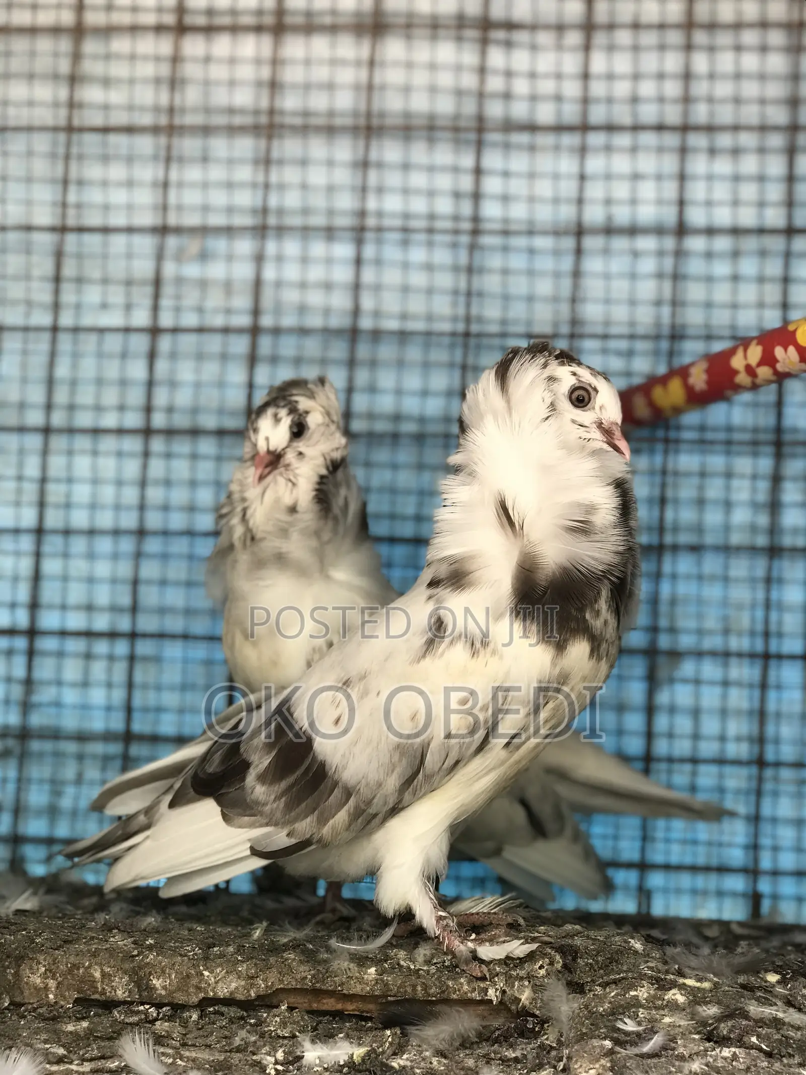 Capuchin Pigeons