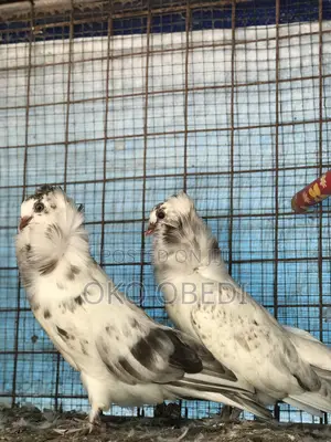 Capuchin Pigeons