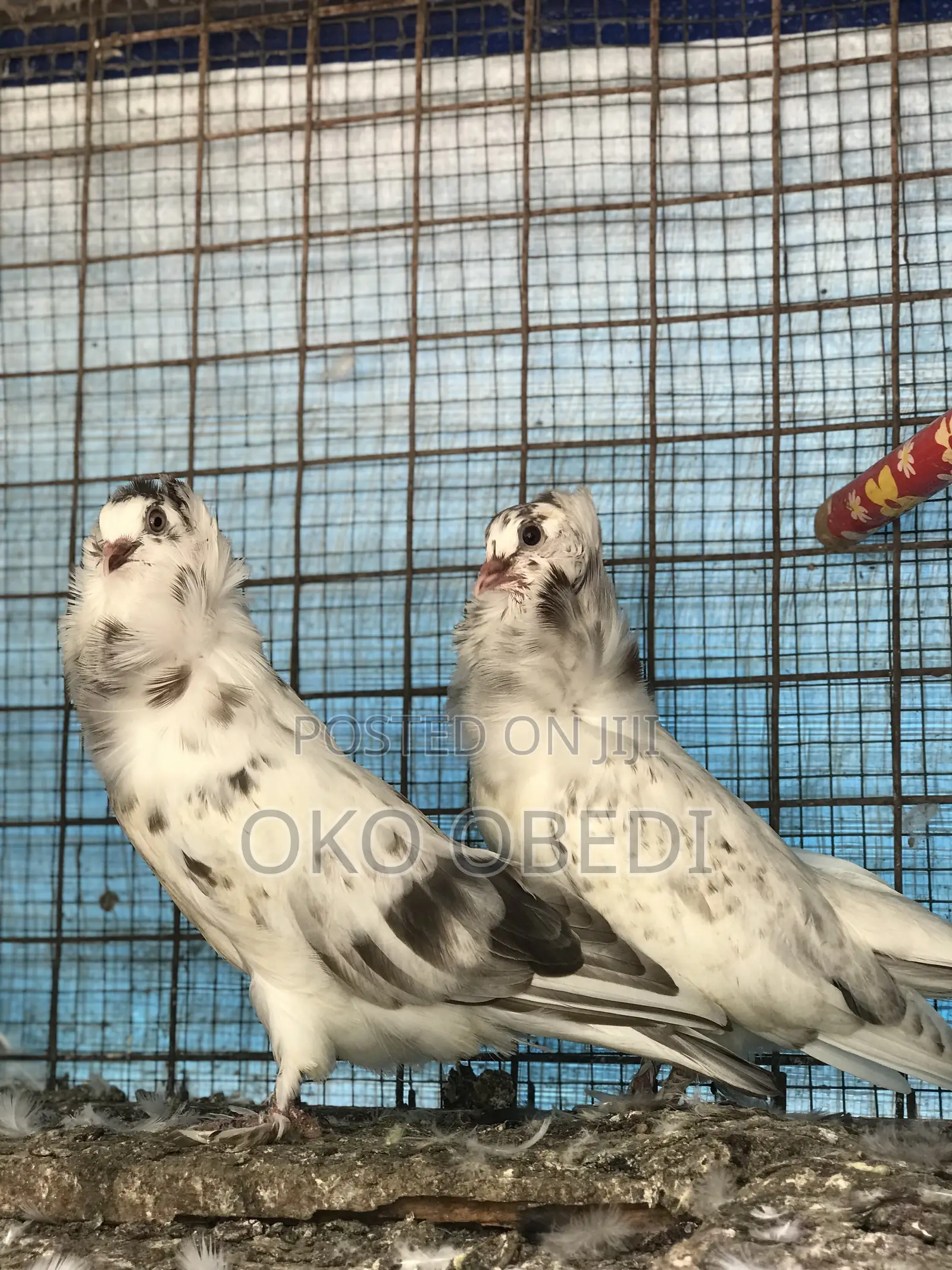 Capuchin Pigeons