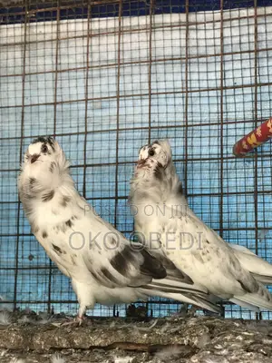 Capuchin Pigeons