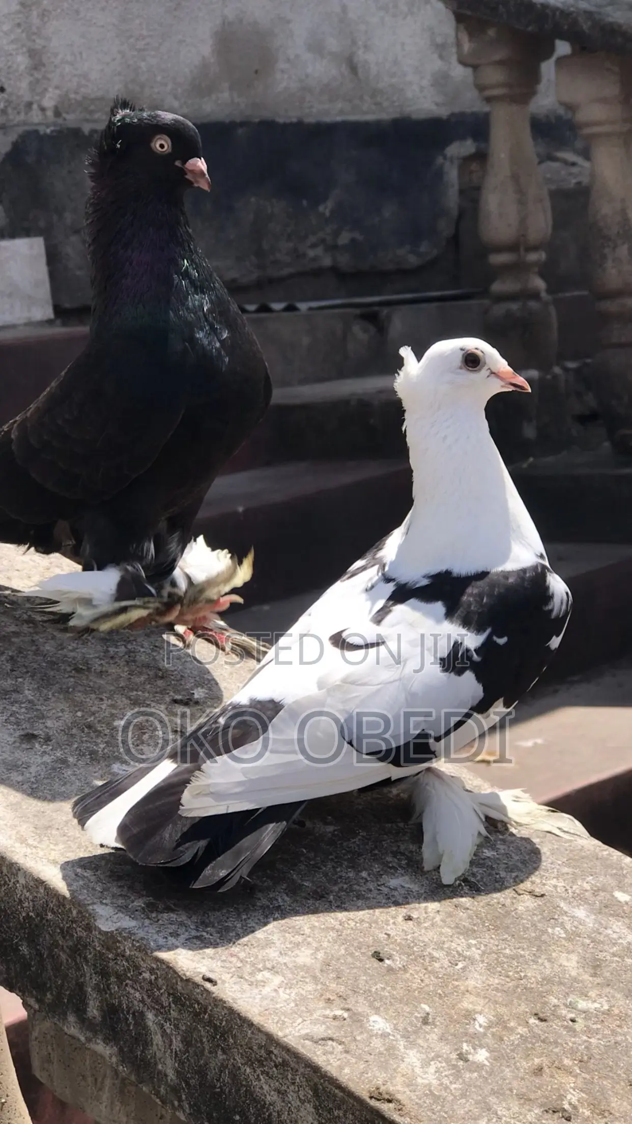 Fancy Pigeons