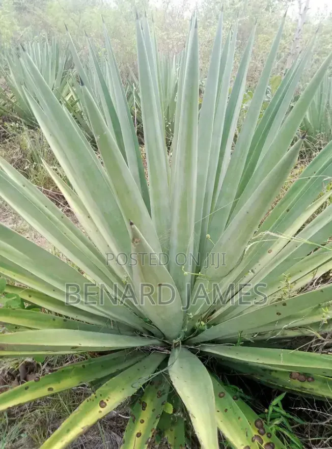 Shamba Linauzwa, Ekari 30 Zenye Mkonge