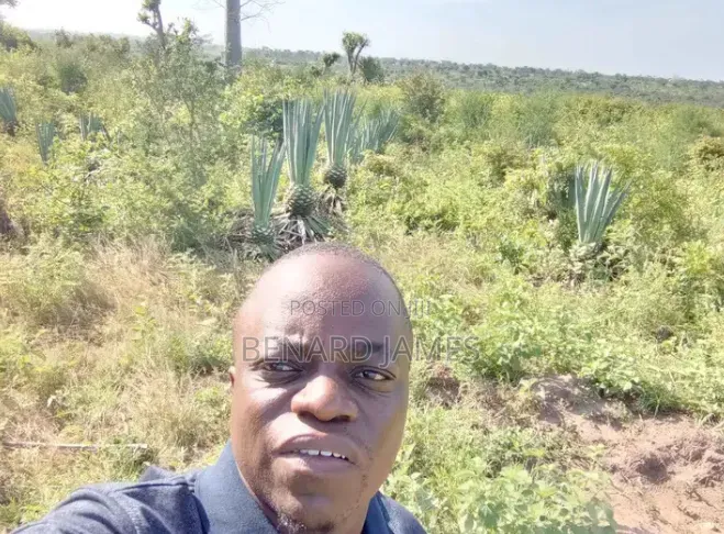 Shamba Linauzwa, Ekari 30 Zenye Mkonge