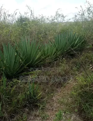 Shamba Linauzwa, Ekari 30 Zenye Mkonge