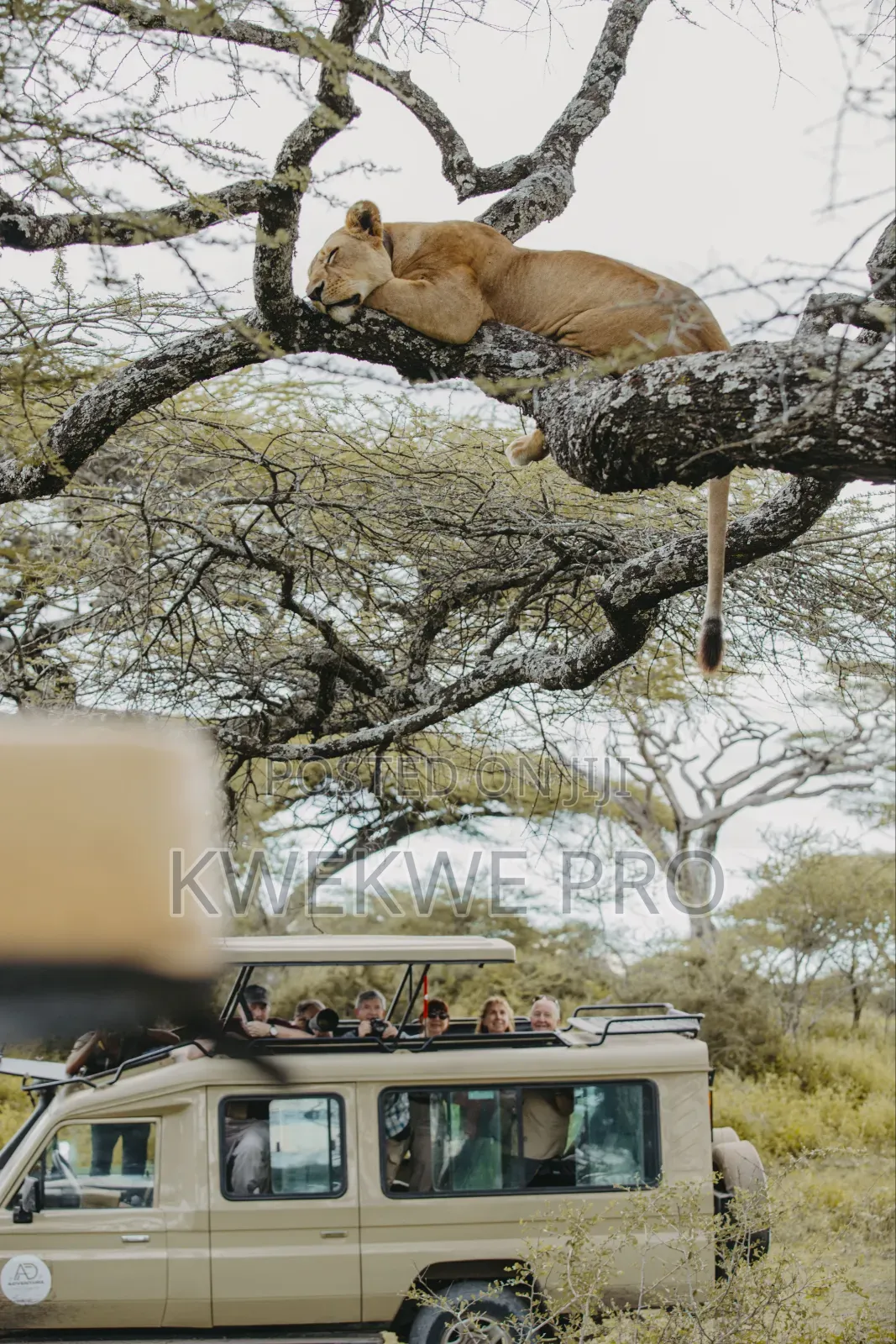 Kwekwe Pro – Brandi Kubwa, New Vision Creativity!