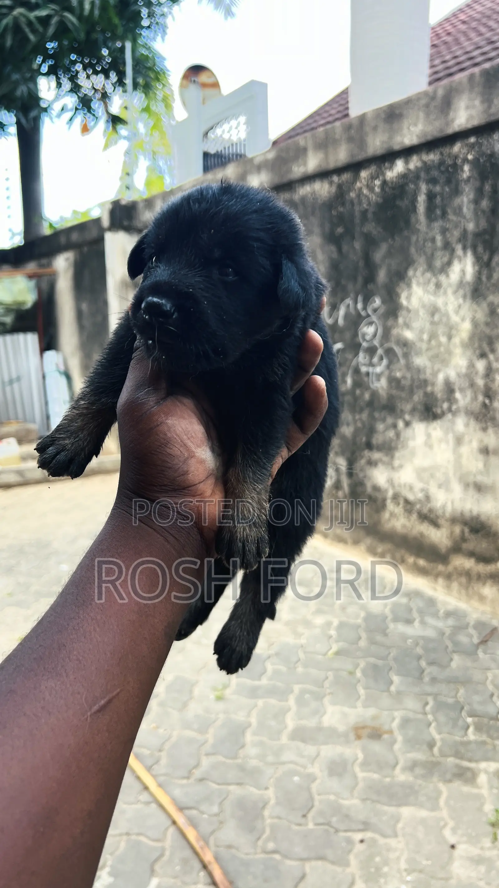 0-1 month Male Purebred German Shepherd