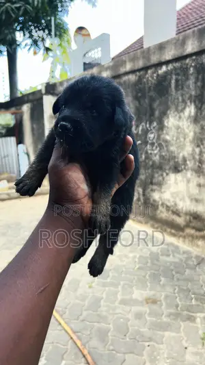 0-1 month Male Purebred German Shepherd