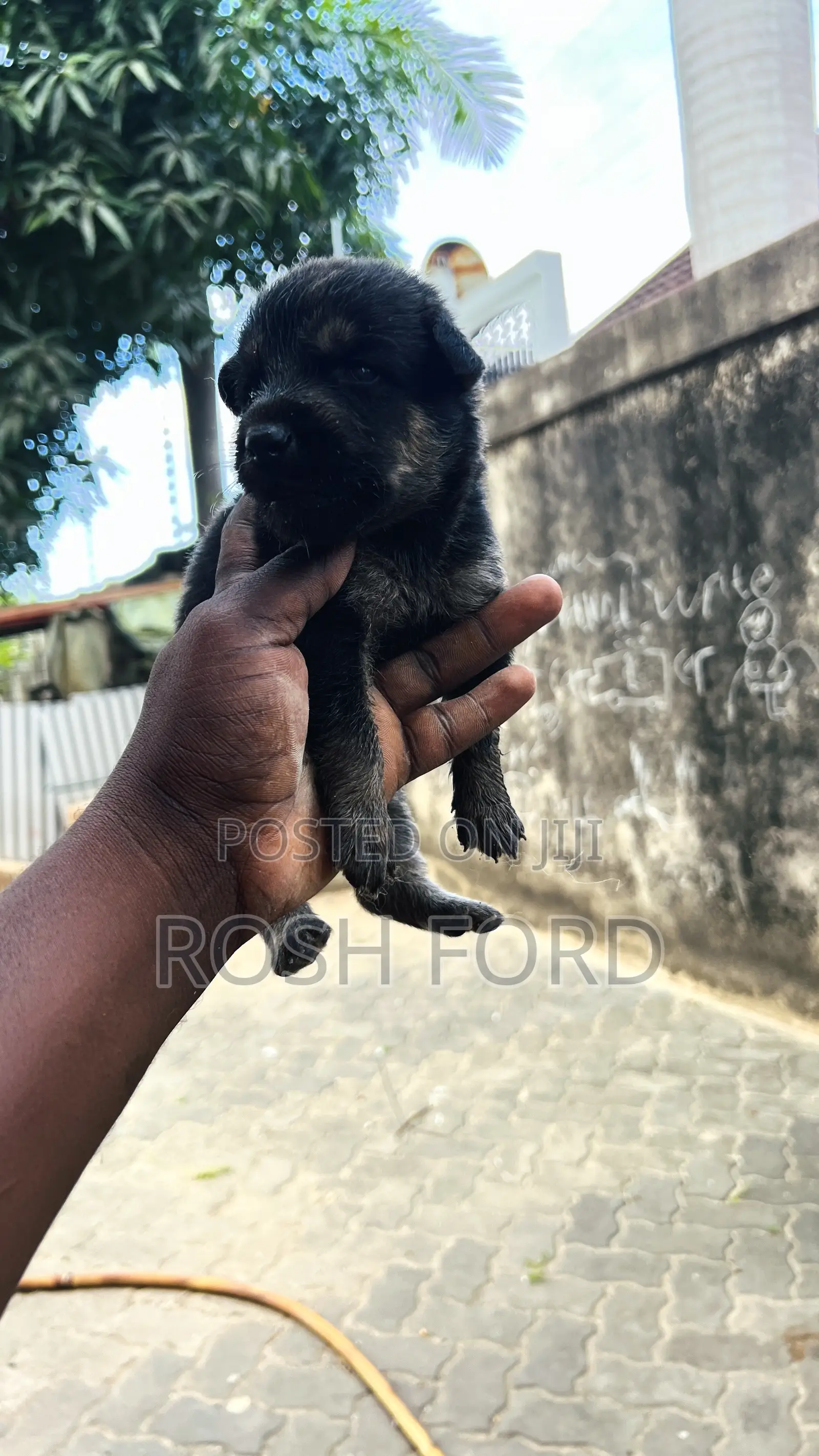0-1 month Male Purebred German Shepherd