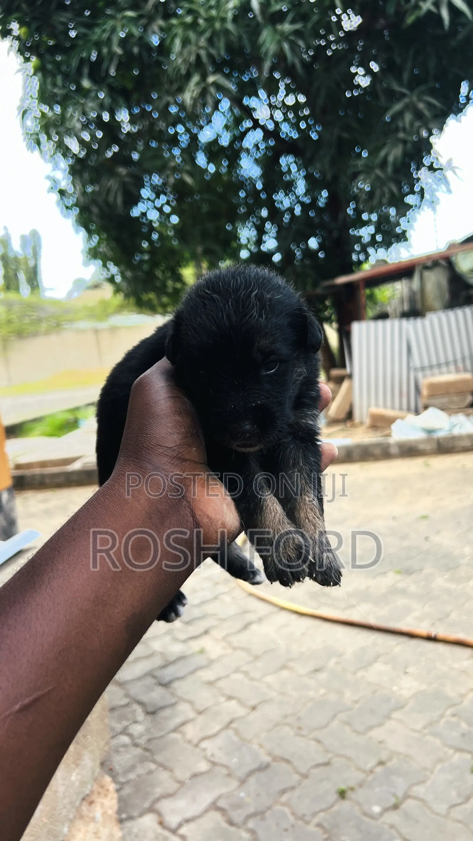 0-1 month Male Purebred German Shepherd