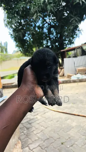 0-1 month Male Purebred German Shepherd