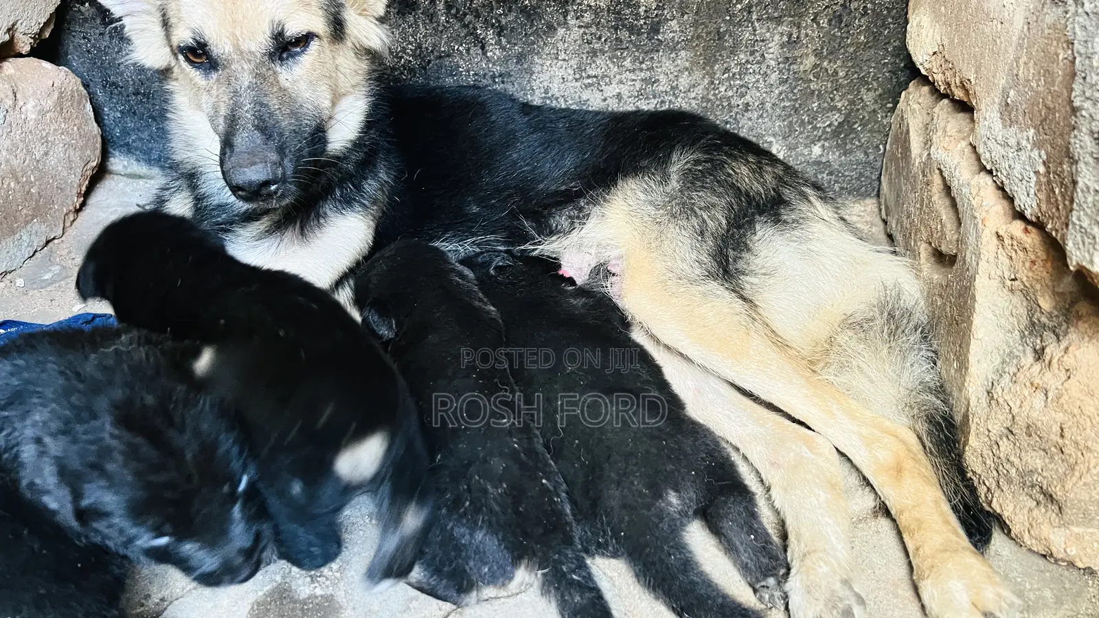 0-1 month Male Purebred German Shepherd