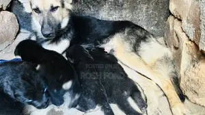 0-1 month Male Purebred German Shepherd