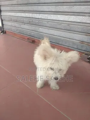 3-6 months Male Mixed Breed Affenpinscher