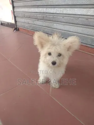 3-6 months Male Mixed Breed Affenpinscher