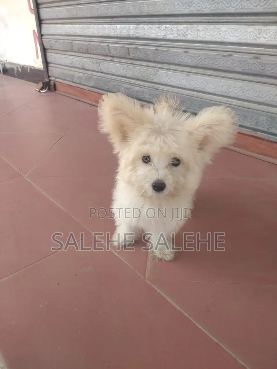 3-6 months Male Mixed Breed Affenpinscher