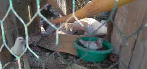Pigeons for Sale