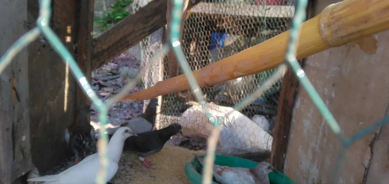 Pigeons for Sale