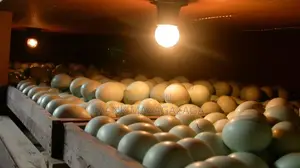 Mfumo Rahisi Wa Kutotolesha Mayai