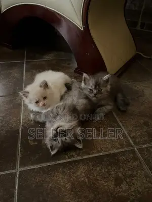 1-3 months Male Purebred Persian