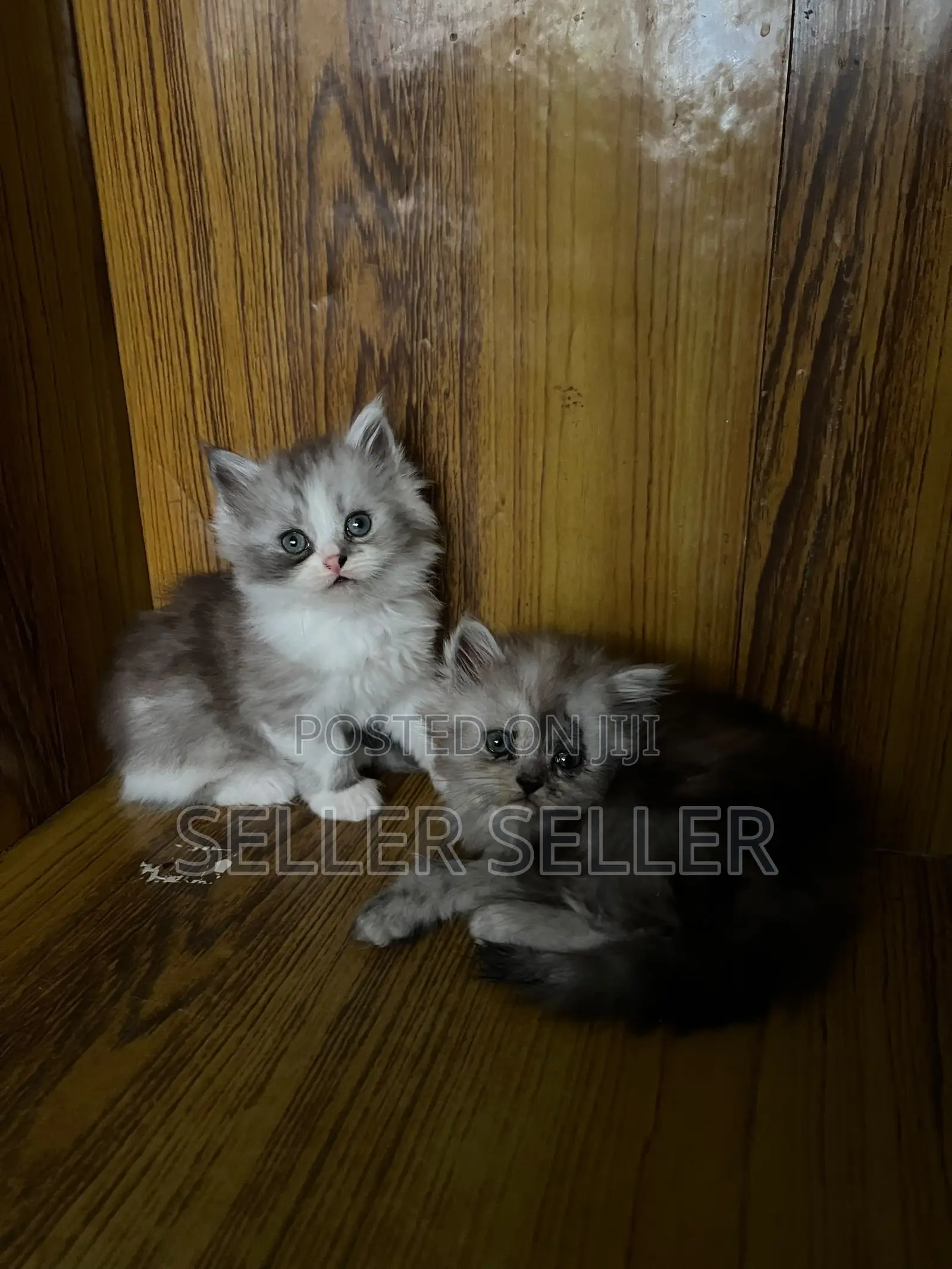 1-3 months Male Purebred Persian