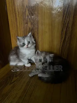 1-3 months Male Purebred Persian